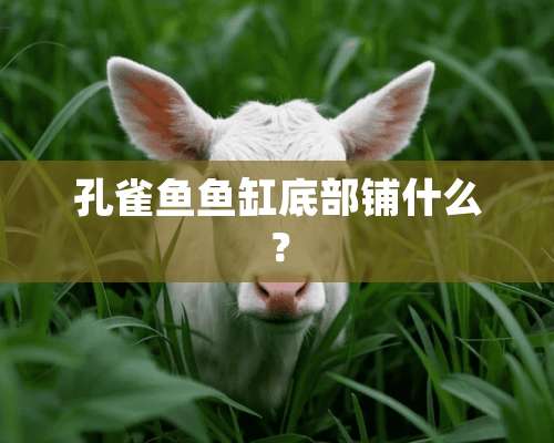 孔雀鱼鱼缸底部铺什么？