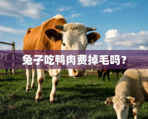 兔子吃鸭肉费掉毛吗？