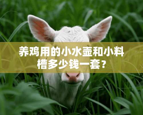 养鸡用的小水壶和小料槽多少钱一套？