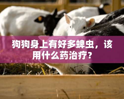 狗狗身上有好多蜱虫，该用什么药治疗？