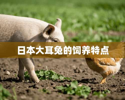 日本大耳兔的饲养特点