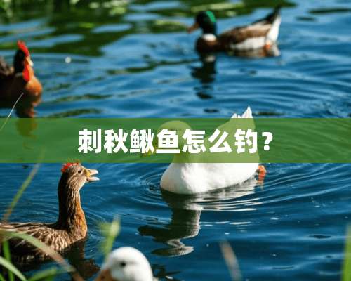 刺秋鳅鱼怎么钓？