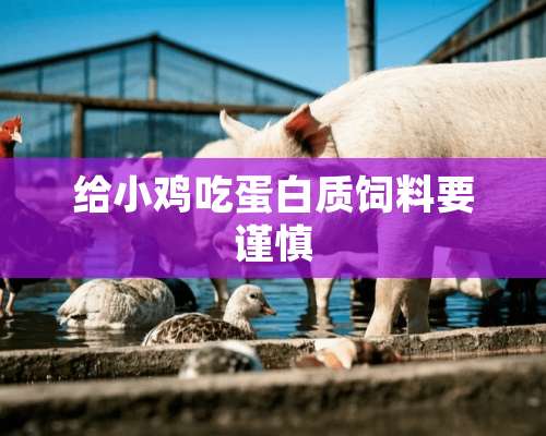 给小鸡吃蛋白质饲料要谨慎