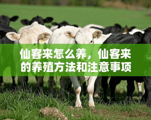 仙客来怎么养，仙客来的养殖方法和注意事项？