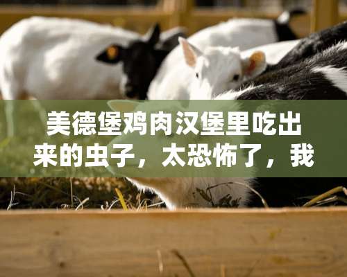 美德堡鸡肉汉堡里吃出来的虫子，太恐怖了，我该怎么办求解？