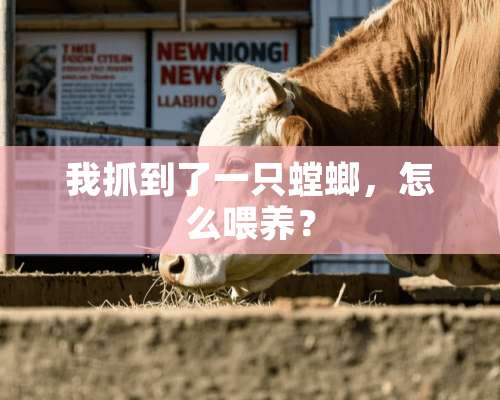 我抓到了一只螳螂，怎么喂养？