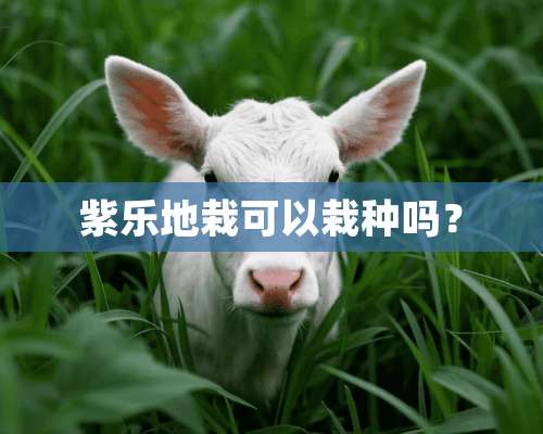 紫乐地栽可以栽种吗？