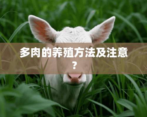 多肉的养殖方法及注意？