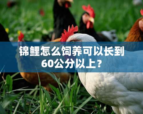 锦鲤怎么饲养可以长到60公分以上？