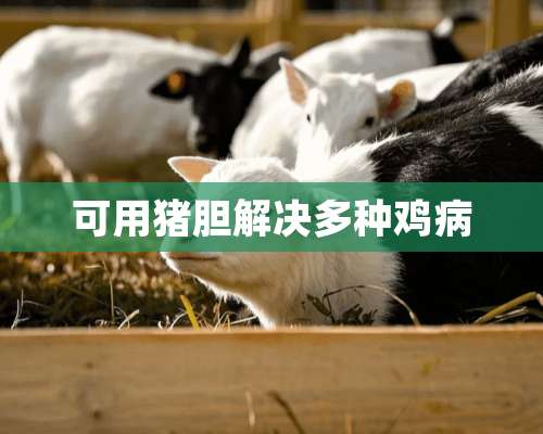 可用猪胆解决多种鸡病