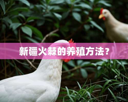 新疆火棘的养殖方法？