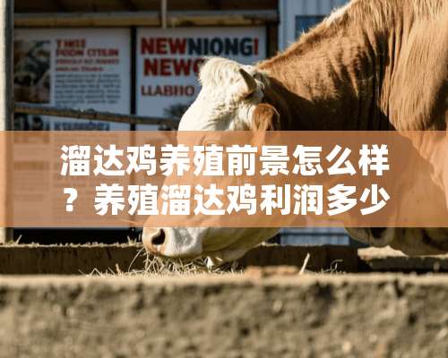 溜达鸡养殖前景怎么样？养殖溜达鸡利润多少？