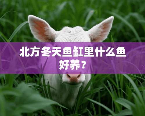 北方冬天鱼缸里什么鱼好养？