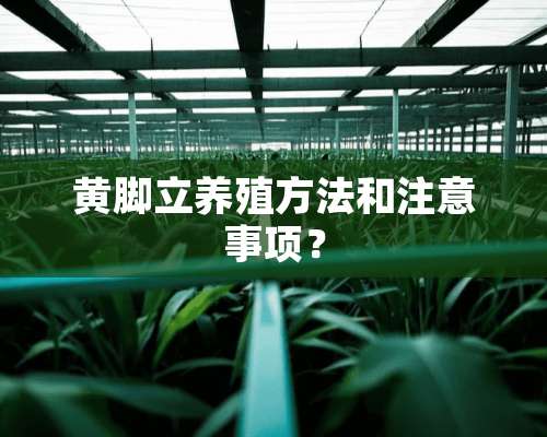 黄脚立养殖方法和注意事项？