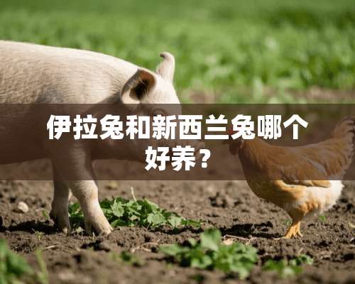 伊拉兔和新西兰兔哪个好养？