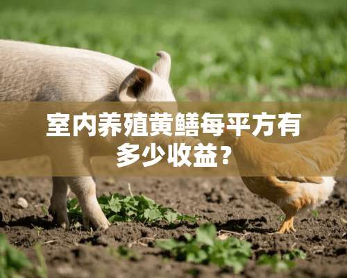 室内养殖黄鳝每平方有多少收益？