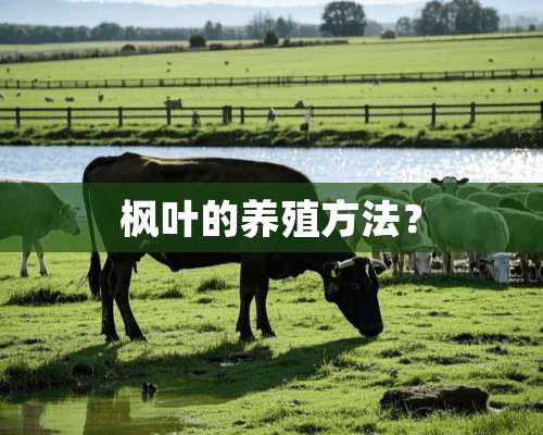 枫叶的养殖方法？