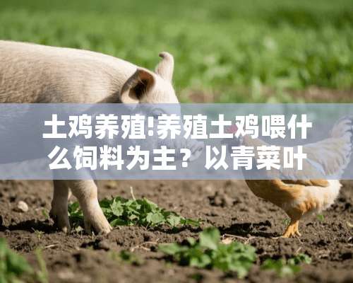 土鸡养殖!养殖土鸡喂什么饲料为主？以青菜叶子喂养鸡能长大吗？