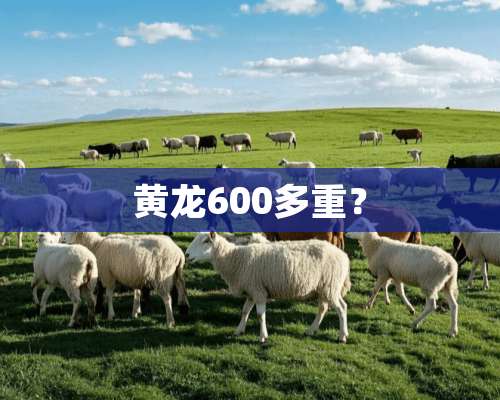 黄龙600多重？