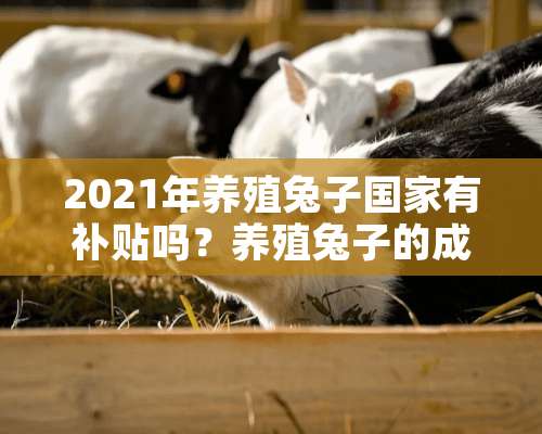 2021年养殖兔子国家有补贴吗？养殖兔子的成本与利润分析！