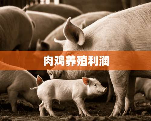 肉鸡养殖利润