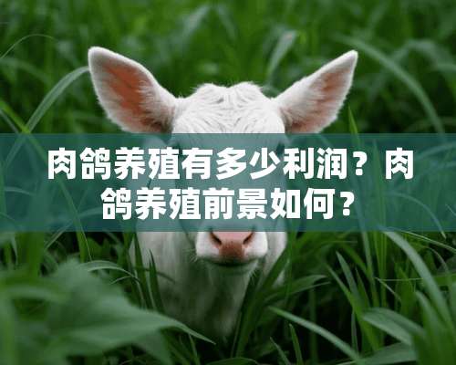 肉鸽养殖有多少利润？肉鸽养殖前景如何？