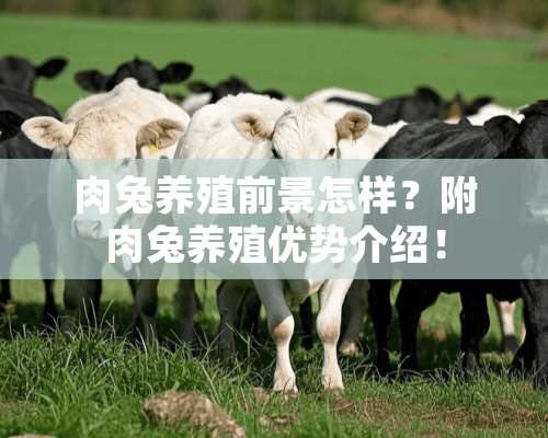 肉兔养殖前景怎样？附肉兔养殖优势介绍！