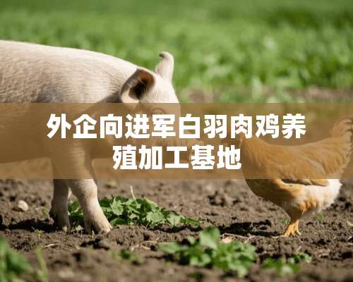 外企向进军白羽肉鸡养殖加工基地