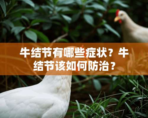 牛结节有哪些症状？牛结节该如何防治？