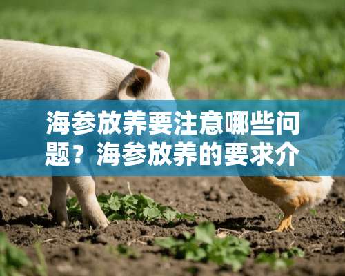 海参放养要注意哪些问题？海参放养的要求介绍