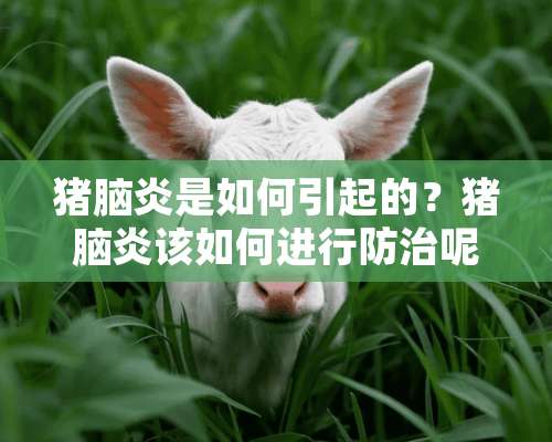 猪脑炎是如何引起的？猪脑炎该如何进行防治呢？