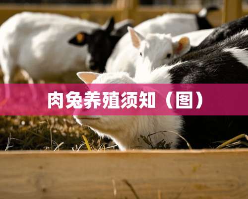 肉兔养殖须知（图）