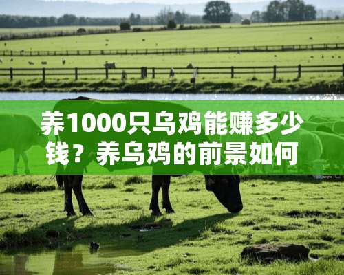 养1000只乌鸡能赚多少钱？养乌鸡的前景如何？