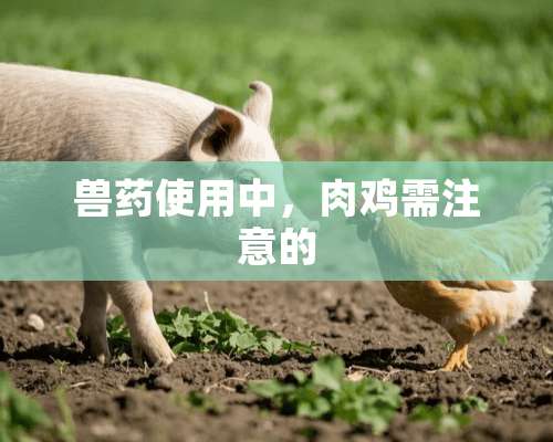 兽药使用中，肉鸡需注意的