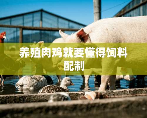 养殖肉鸡就要懂得饲料配制