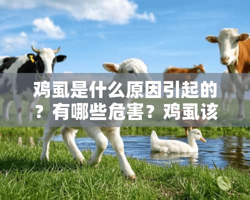 鸡虱是什么原因引起的？有哪些危害？鸡虱该如何解决？