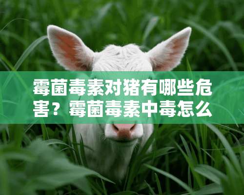 霉菌毒素对猪有哪些危害？霉菌毒素中毒怎么治疗？