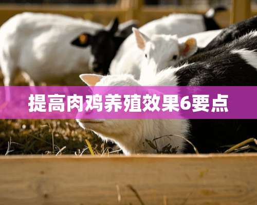 提高肉鸡养殖效果6要点