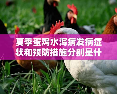 夏季蛋鸡水泻病发病症状和预防措施分别是什么？