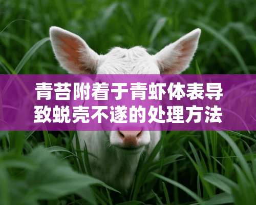 青苔附着于青虾体表导致蜕壳不遂的处理方法