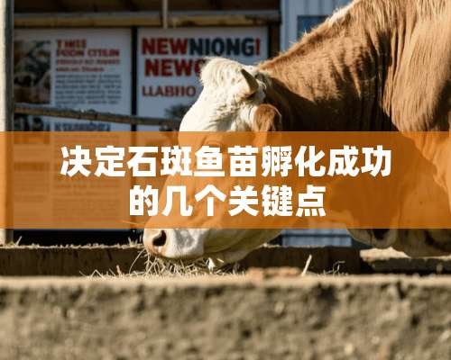 决定石斑鱼苗孵化成功的几个关键点