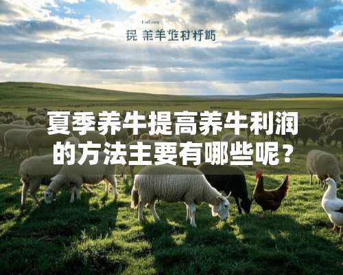 夏季养牛提高养牛利润的方法主要有哪些呢？