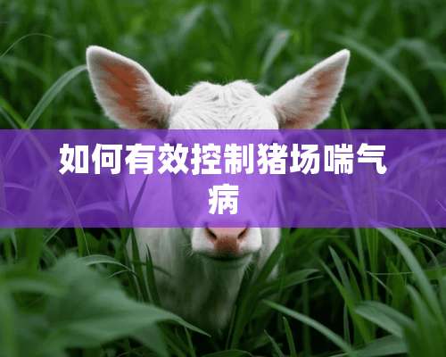 如何有效控制猪场喘气病