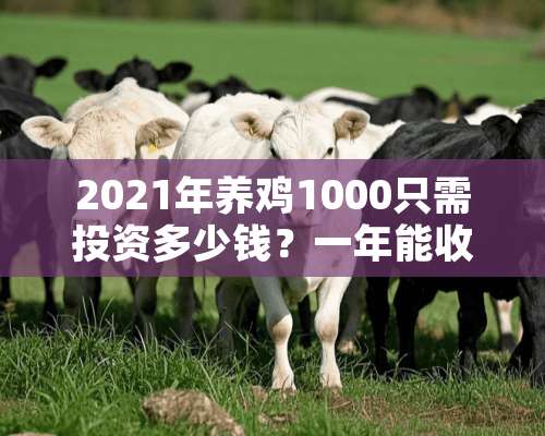 2021年养鸡1000只需投资多少钱？一年能收多少钱？国家有补贴吗？