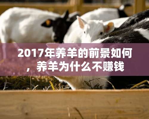 2017年养羊的前景如何，养羊为什么不赚钱