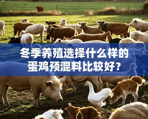 冬季养殖选择什么样的蛋鸡预混料比较好？