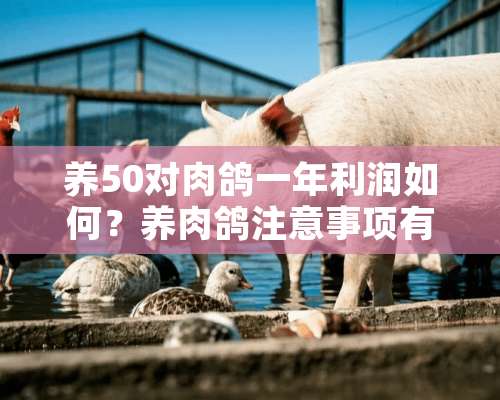 养50对肉鸽一年利润如何？养肉鸽注意事项有哪些？