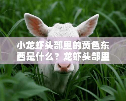 小龙虾头部里的**东西是什么？龙虾头部里面的黄能不能吃？