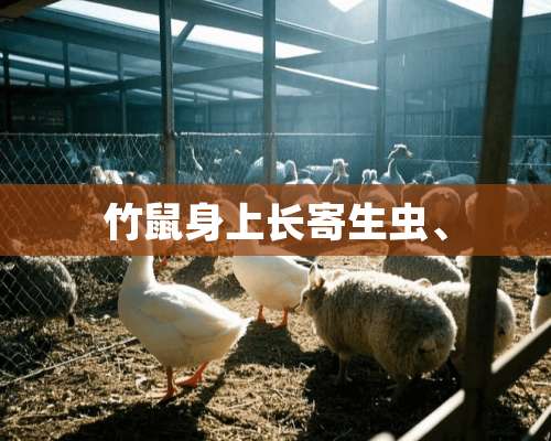 竹鼠身上长寄生虫、