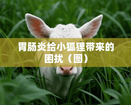 胃肠炎给小狐狸带来的困扰（图）